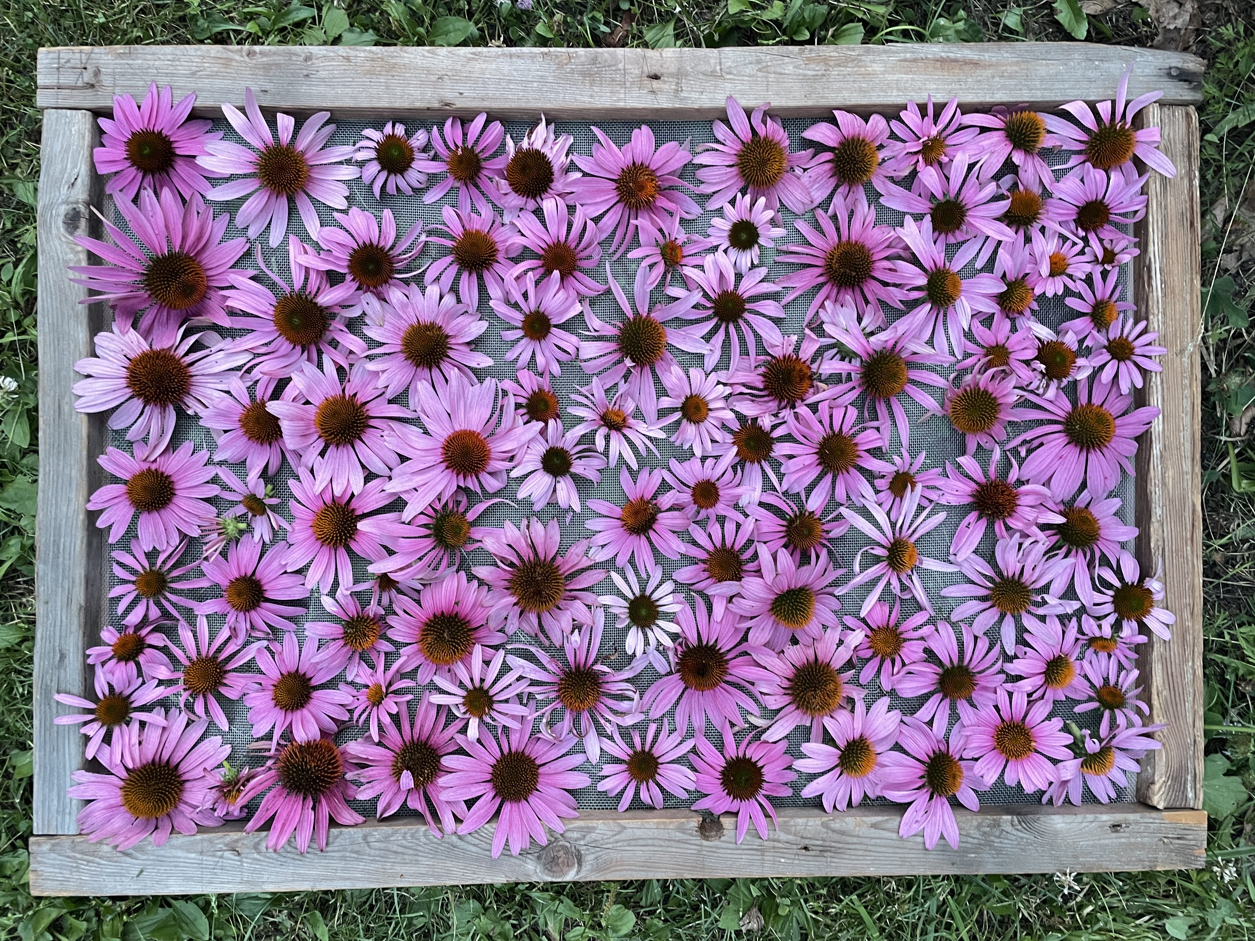 Herbal First Aid – Using Echinacea and Plantago